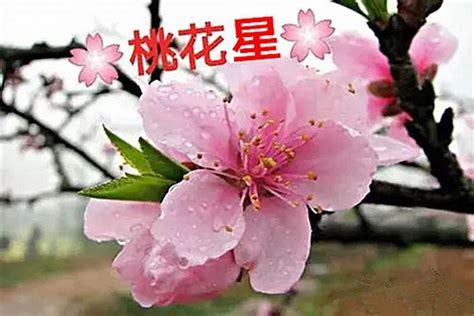 命帶桃花意思|八字中的桃花什麼意思？最全講解